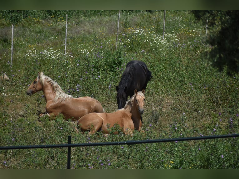 Stalla in (semi) libertà, garantiamo cavalli felici