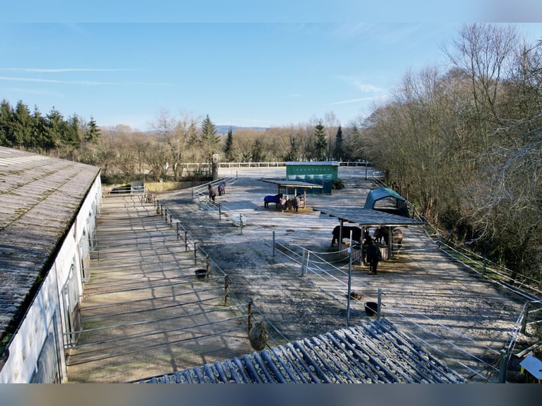Struttura equestre attraente tra Montabaur e Limburg