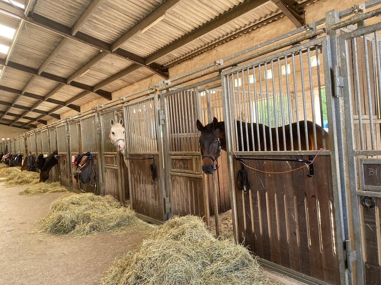 Struttura equestre attraente tra Montabaur e Limburg