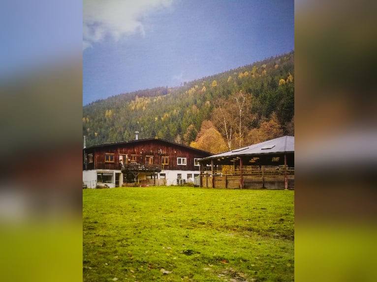 Struttura equestre commerciale nel Nord della Foresta Nera