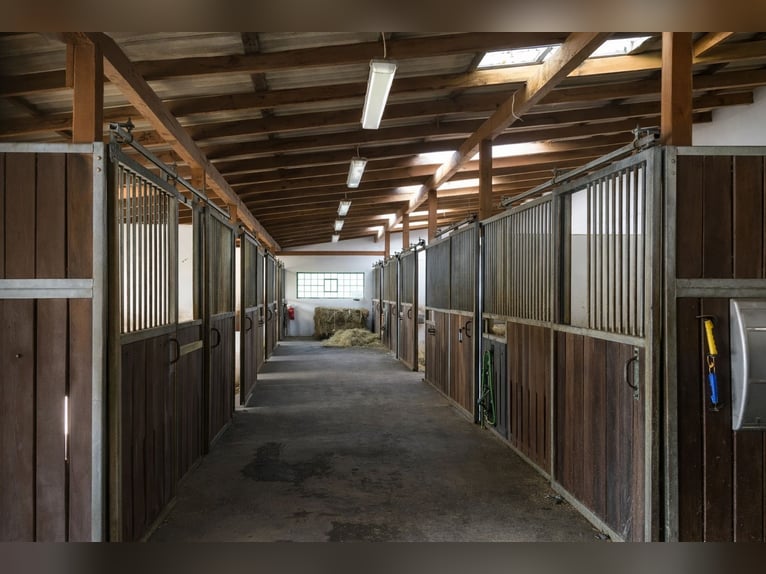 Struttura equestre con unità abitativa e commerciale a Hohenahr – proprietà versatile e adatta a mol