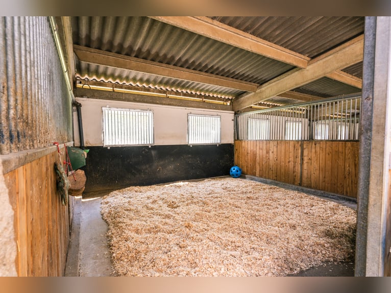 Struttura equestre di altissimo livello