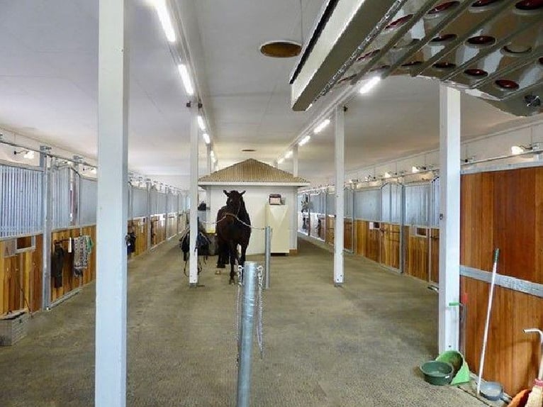 Struttura equestre di alto livello a 30 minuti da Vienna