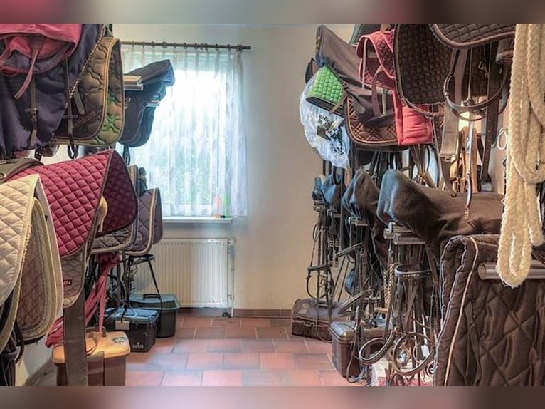 Struttura equestre e pensione per cavalli situata in modo idilliaco a Hägerfelde, 18276, disponibile