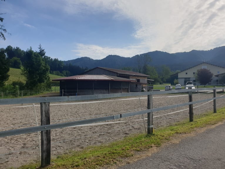 Struttura equestre esclusiva con potenziale residenziale e di rendimento in Alta Algovia