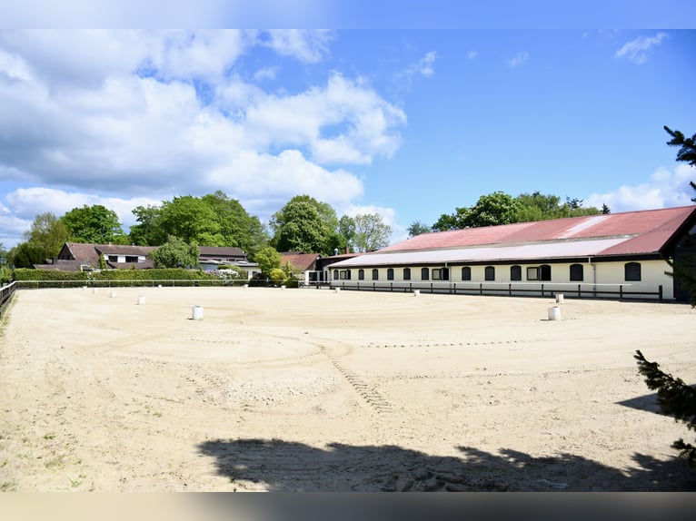 Struttura equestre esclusiva in affitto: collegamenti perfetti e posizione idilliaca immersa nel ver