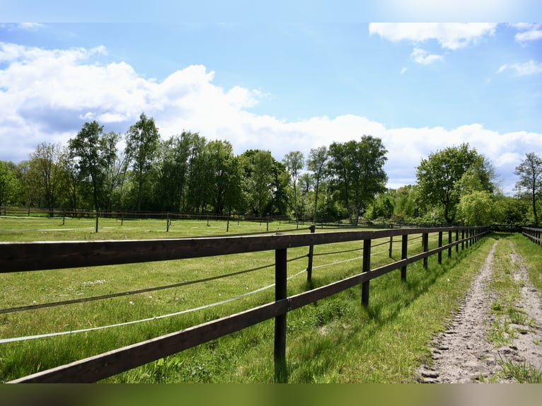 Struttura equestre esclusiva in affitto: collegamenti perfetti e posizione idilliaca immersa nel ver