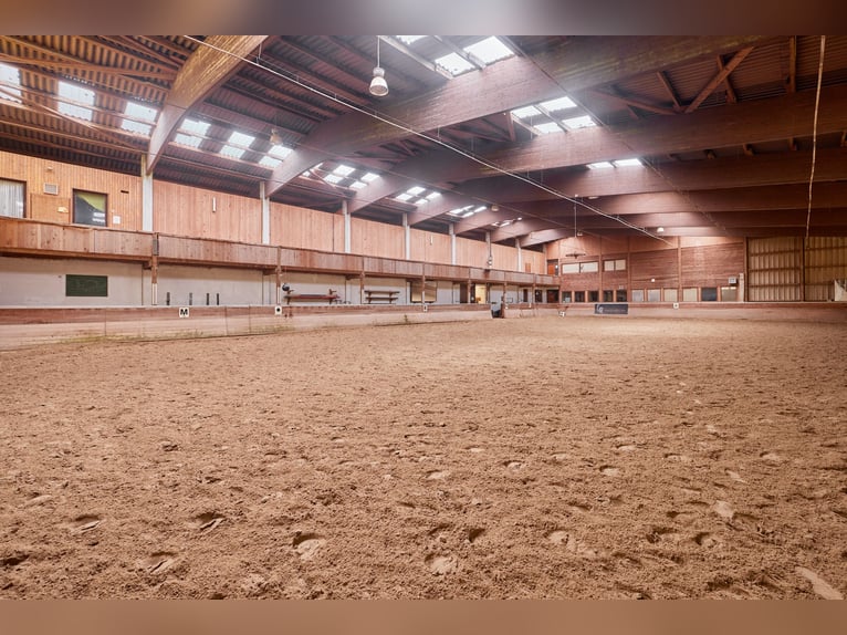 Struttura equestre nel Baden-Württemberg su un terreno in leasing con due unità abitative!