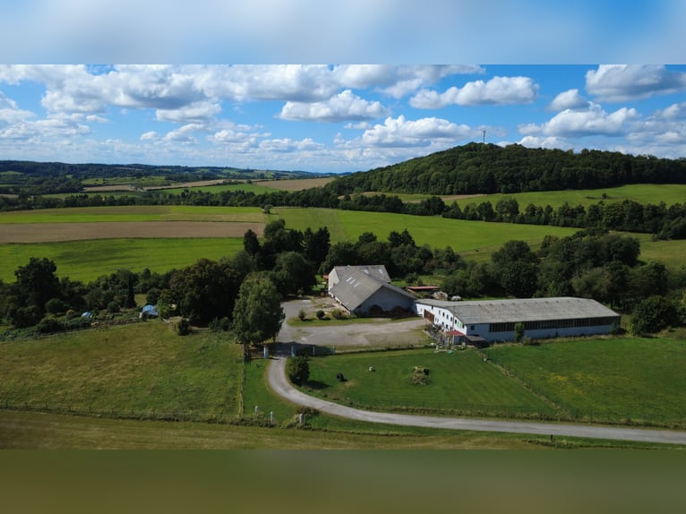 Struttura equestre nel Harz a Bad Sachsa – Grande azienda agricola con maneggio coperto in posizione