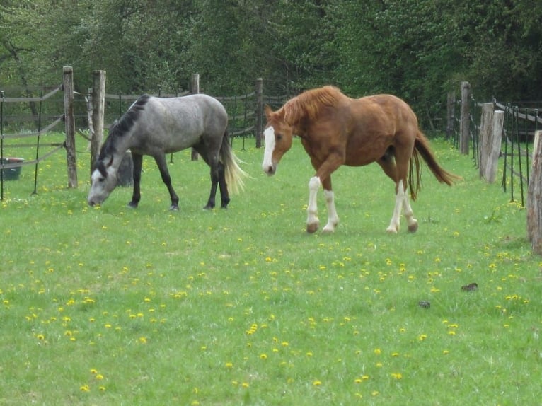 Struttura equestre polivalente nel cuore della Brie