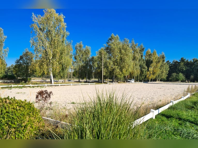 Struttura equestre unica nei pressi di Potsdam, con 16 ettari di terreno pianeggiante.