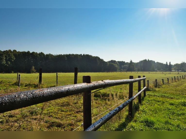 Struttura equestre unica nei pressi di Potsdam, con 16 ettari di terreno pianeggiante.