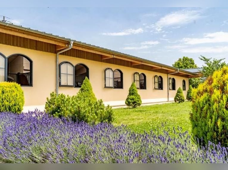 Svizzera orientale - Esclusivo centro equestre con villa mediterranea e ampio terreno