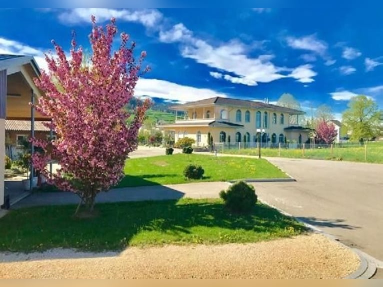 Svizzera orientale - Esclusivo centro equestre con villa mediterranea e ampio terreno