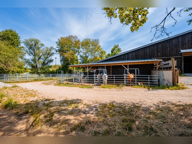 THE RANCH – Un maneggio di prima classe