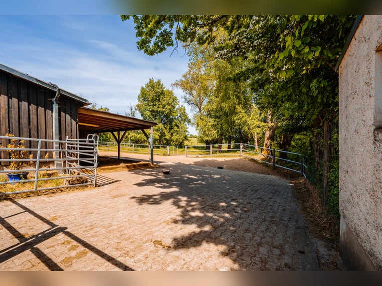 THE RANCH – Un maneggio di prima classe