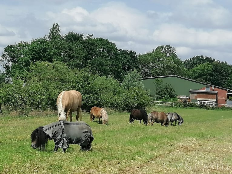 Traumhaftes Anwesen für Pferdebesitzer - Kernsaniertes Landhaus: flutsicher, auf 2,9 Hektar Land!