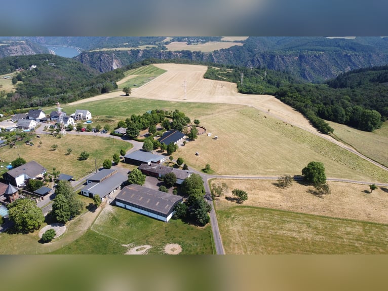 Vielseitiger Traum-Hof südlich von Koblenz für Pferdehaltung oder sonst. landw. Nutzung