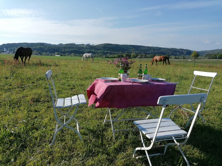 Vivere con i cavalli in Alta Algovia