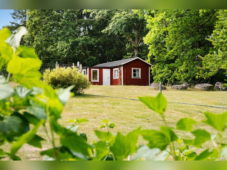 Vivi il sogno alla porta di Österlen – tenuta equestre, recinto per cervi, fiume..