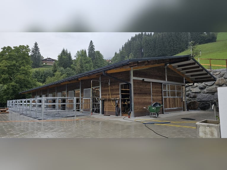 Costruzione di stalle e box per cavalli, box esterni - Realizzazione di box e paddock per cavalli