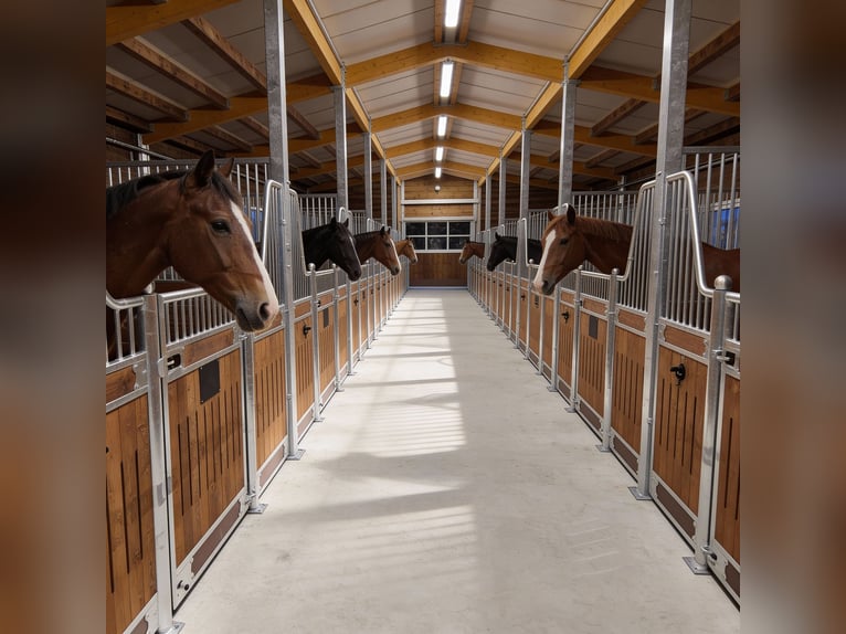 Box, frontali e sistemi di box | Acquisto di box per cavalli - box interne per cavalli