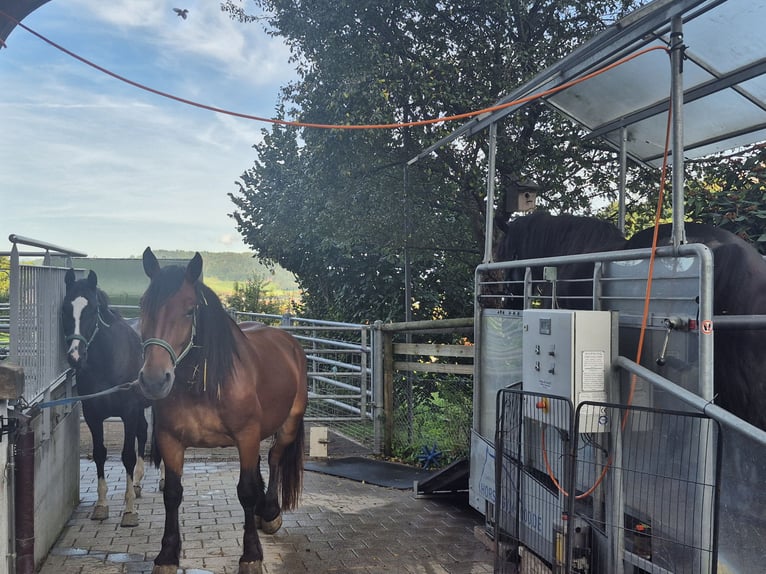 Tapis roulant per equini HORSE GYM 2000