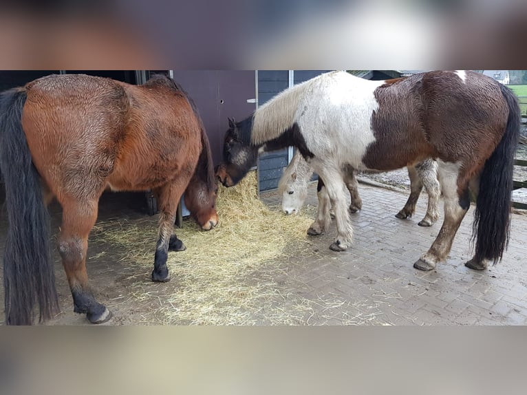 4 porzioni di fieno nel fienile, alimentazione programmata con il mangiatoia a porzioni fino a 12 kg