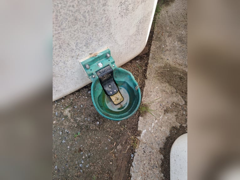 Tank iso Elma, resistente al gelo, adatto per cavalli, pecore e capre