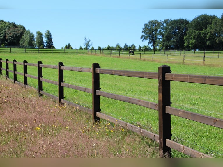 IN STOCK! Recinzione per giardino | Recinzione in legno | Cancello in legno