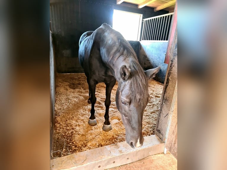 Pellet di paglia regionali, pellet per il letto, cubi di paglia, premiscelati, pellet strutturali, p