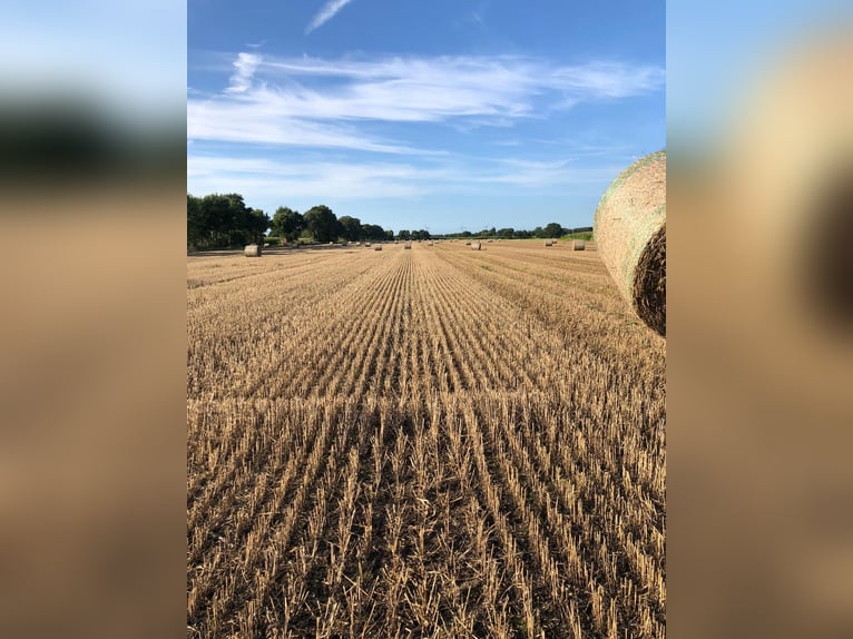 Rundballen Gerstenstroh und Weizenstroh Rundballen Gerstenstroh und Weizenstroh