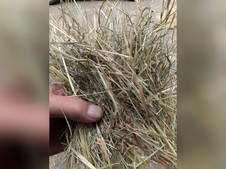Fieno di prato per cavalli