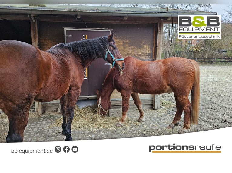 Neu automatischer Heuschrank mit 4 Portionen - die portionsraufe