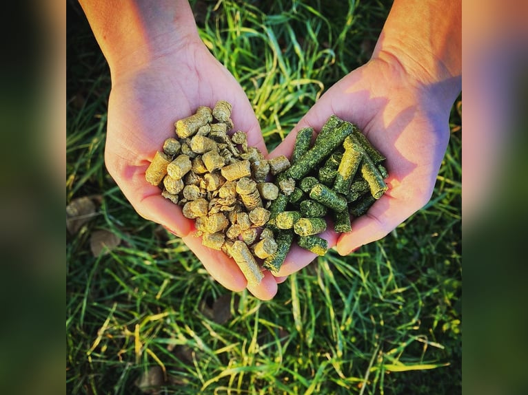 Cubi di fieno di erba medica della regione, cubi di fieno di alfalfa, pellet di fieno di erba medica