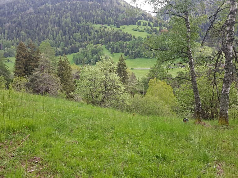 Biete Weide, Sommerferien für Pferde, Fohlenweide