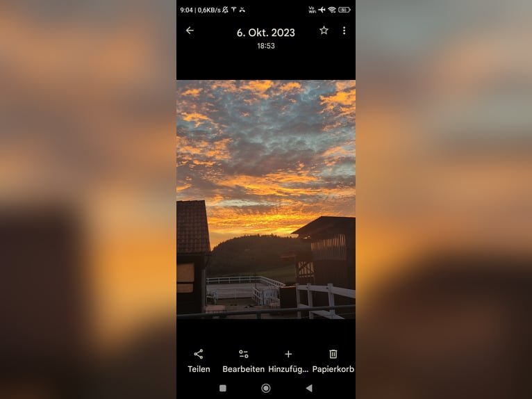 Box per cavalli, stalla libera, paddock aperto