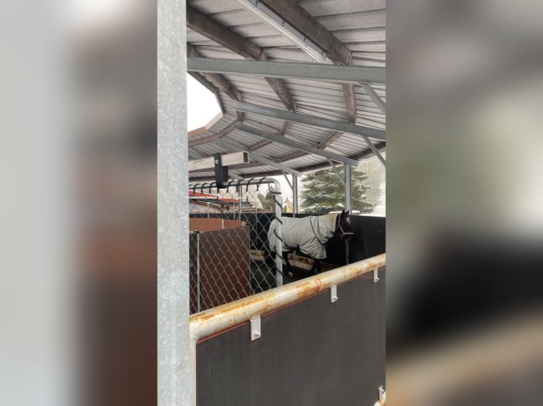 Pferde-Führanlage, für 4 Pferde