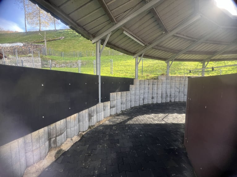 Pferde-Führanlage, für 4 Pferde