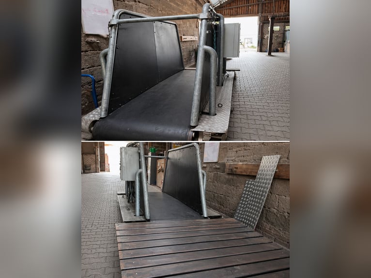 Tapis roulant per cavalli