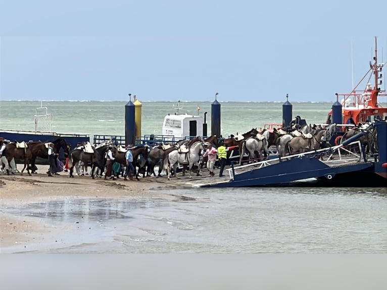 Andalusia e i suoi meravigliosi cavalli - Jerez de la Frontera