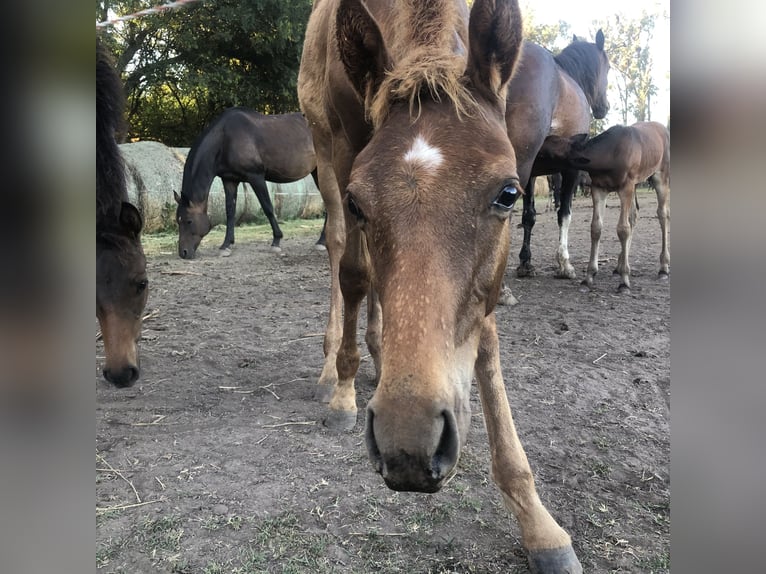 AUTHENTIC POLO RANCH NEAR BUENOS AIRES.