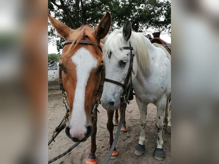 Escursioni a cavallo per giovani e anziani