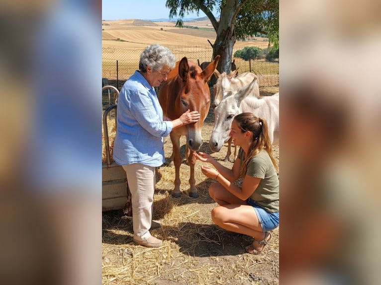 Escursioni a piedi con mulo e asino in Andalusia! 🇪🇦