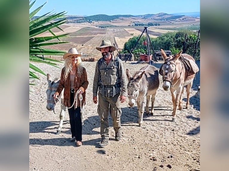 Escursioni a piedi con mulo e asino in Andalusia! 🇪🇦
