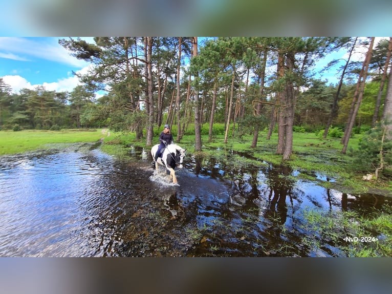 Hotel per cavalli nella Veluwe!