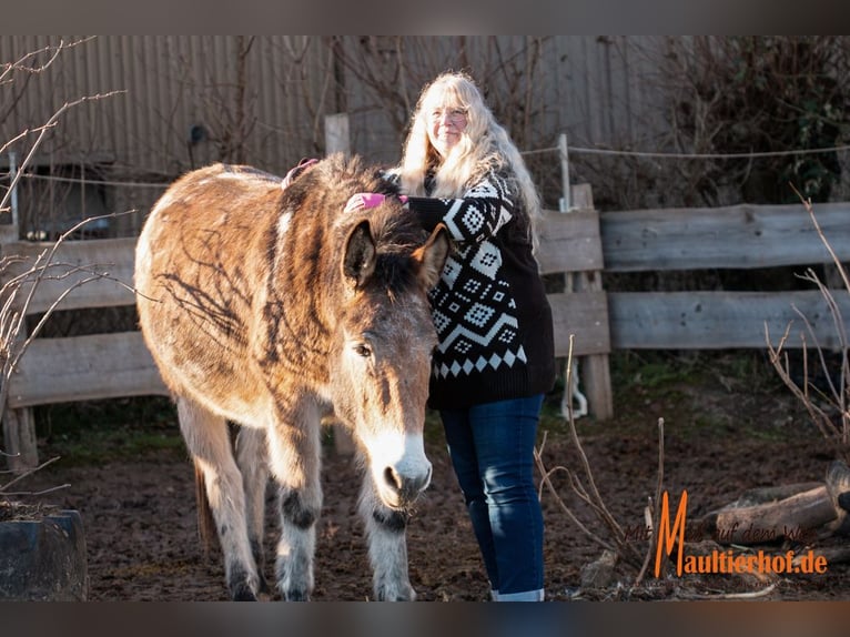 Schnupperwochenende Reiten und Maultiere