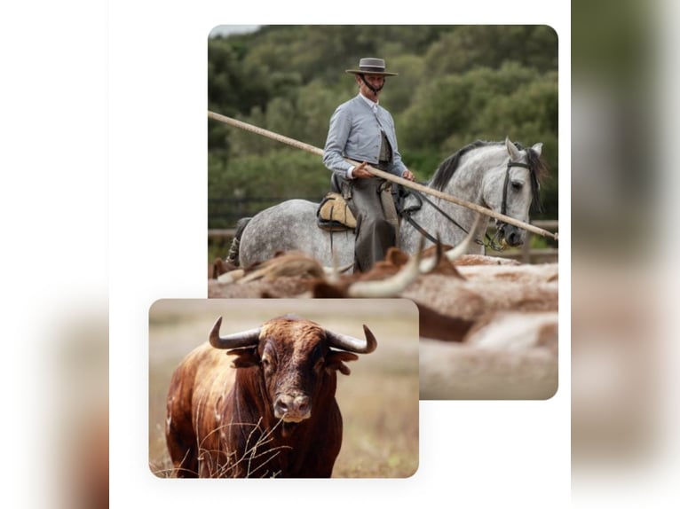 Scopri il mondo dei cavalli dell'Andalusia