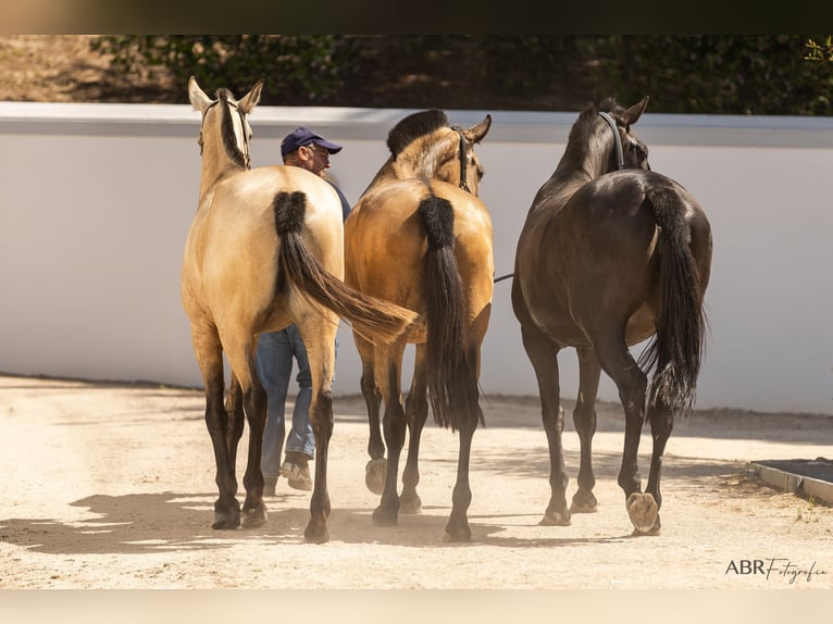 Vacanze di equitazione di lusso di altissimo livello presso Lusitano Masterhorses