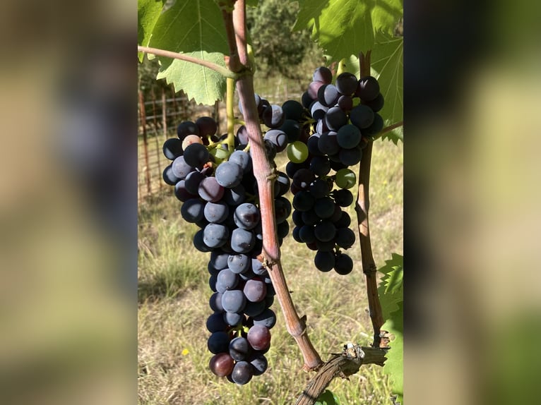 Vacanze di equitazione in Toscana